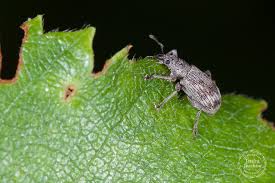 Attēlu rezultāti vaicājumam “Polydrusus tereticollis”