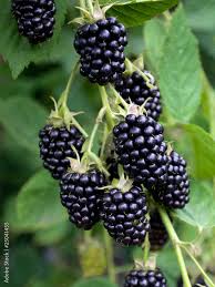 Image result for Rubus sectio