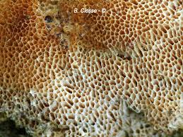 Attēlu rezultāti vaicājumam “Antrodia albida”