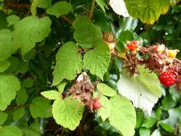 Attēlu rezultāti vaicājumam “Rubus nessensis fruit”