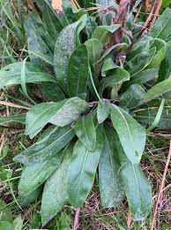 Attēlu rezultāti vaicājumam “Centaurea jacea leaf”