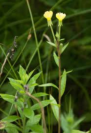 Attēlu rezultāti vaicājumam “Oenothera biennis flower”