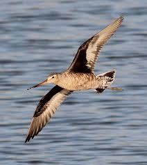 Image result for Limosa haemastica