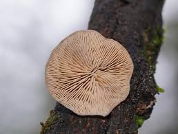 Attēlu rezultāti vaicājumam “Lentinellus ursinus”