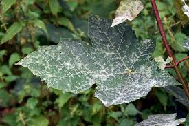 Attēlu rezultāti vaicājumam “Sawadaea tulasnei”