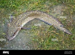 Image result for Lota lota