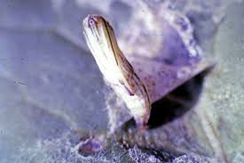 Attēlu rezultāti vaicājumam “Platyptilia gonodactyla imago”