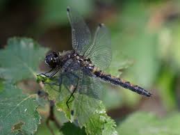 Attēlu rezultāti vaicājumam “Leucorrhinia rubicunda”