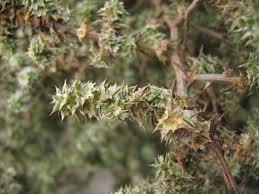 Attēlu rezultāti vaicājumam “Salsola kali”