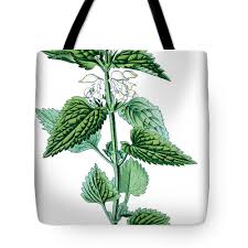 Attēlu rezultāti vaicājumam “Lamium album leaf”