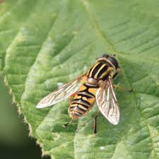 Attēlu rezultāti vaicājumam “Helophilus pendulus”