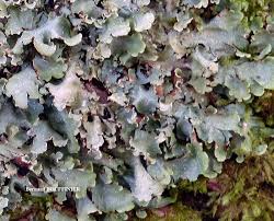 Attēlu rezultāti vaicājumam “Cetrelia sp.”