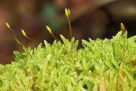 Attēlu rezultāti vaicājumam “Hypnum cupressiforme sporophyte”