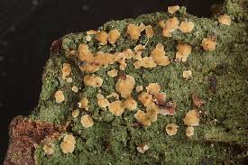 Attēlu rezultāti vaicājumam “Micarea sp.”