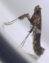 Attēlu rezultāti vaicājumam “Gracillariidae”