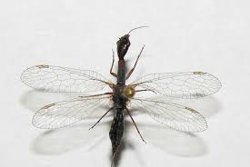 Attēlu rezultāti vaicājumam “Raphidioptera larva”