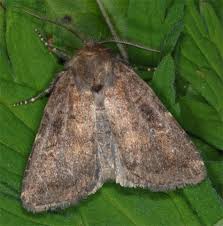 Attēlu rezultāti vaicājumam “Rusina ferruginea female”