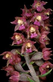 Attēlu rezultāti vaicājumam “Epipactis atrorubens flower”