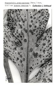 Attēlu rezultāti vaicājumam “Tranzschelia pruni-spinosae”