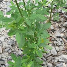 Attēlu rezultāti vaicājumam “Melilotus albus leaf”