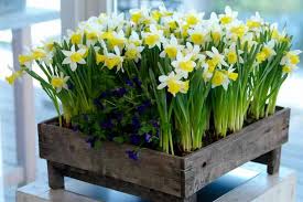 Attēlu rezultāti vaicājumam “Narcissus”