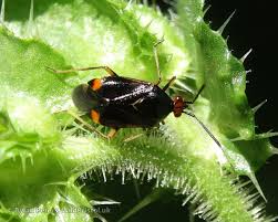 Attēlu rezultāti vaicājumam “Deraeocoris ruber”
