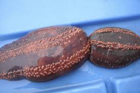 Image result for Cucumaria frondosa