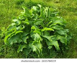 Attēlu rezultāti vaicājumam “Armoracia rusticana leaf”