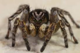 Attēlu rezultāti vaicājumam “Aelurillus v-insignitus”