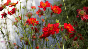 Attēlu rezultāti vaicājumam “Geum”