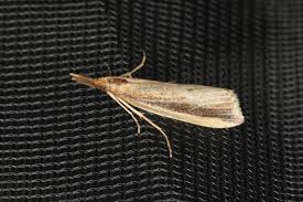 Attēlu rezultāti vaicājumam “Donacaula mucronella”