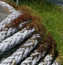 Attēlu rezultāti vaicājumam “Polytrichum juniperinum”