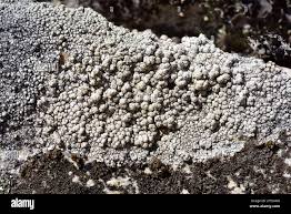 Attēlu rezultāti vaicājumam “Pertusaria amara”