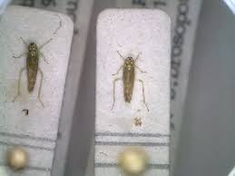 Attēlu rezultāti vaicājumam “Eupteryx vittata”