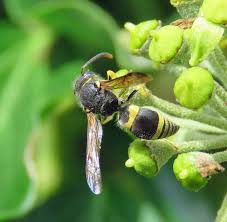 Attēlu rezultāti vaicājumam “Ancistrocerus sp. male”