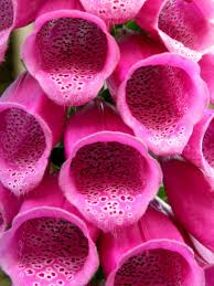 Image result for Fingerhut rot