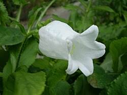Image result for Campanula medium