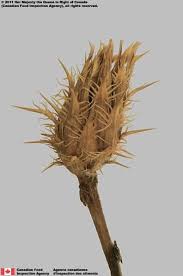 Attēlu rezultāti vaicājumam “Centaurea stoebe fruit”