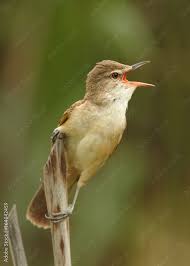 Image result for Acrocephalus arundinaceus