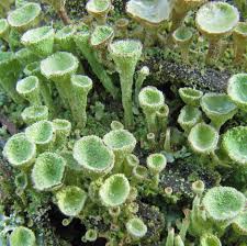 Attēlu rezultāti vaicājumam “Cladonia fimbriata”