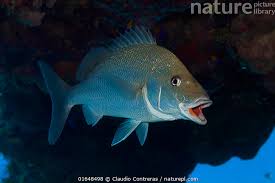 Image result for Haemulon album