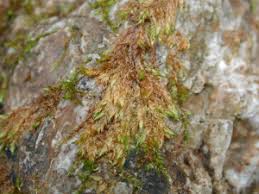 Attēlu rezultāti vaicājumam “Hygrohypnum luridum”