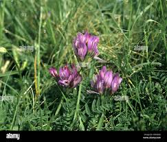 Attēlu rezultāti vaicājumam “Astragalus danicus leaf”