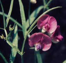 Attēlu rezultāti vaicājumam “Lathyrus niger leaf”
