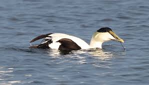 Attēlu rezultāti vaicājumam “Somateria mollissima male”