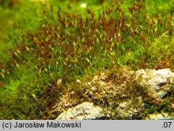 Attēlu rezultāti vaicājumam “Gymnostomum calcareum”