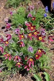 Attēlu rezultāti vaicājumam “Pulsatilla vulgaris”