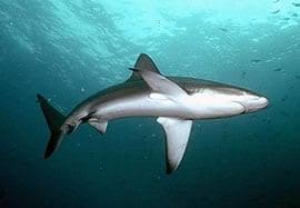 Image result for Carcharhinus galapagensis