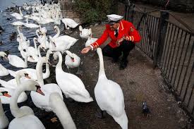 Image result for Sussex Swans