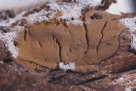 Attēlu rezultāti vaicājumam “Dictydiaethalium plumbeum”